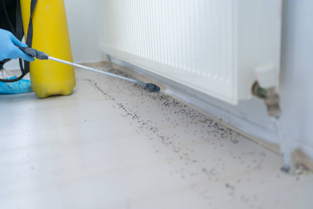 Best Cockroach Control Services  in Ball Pond, CT